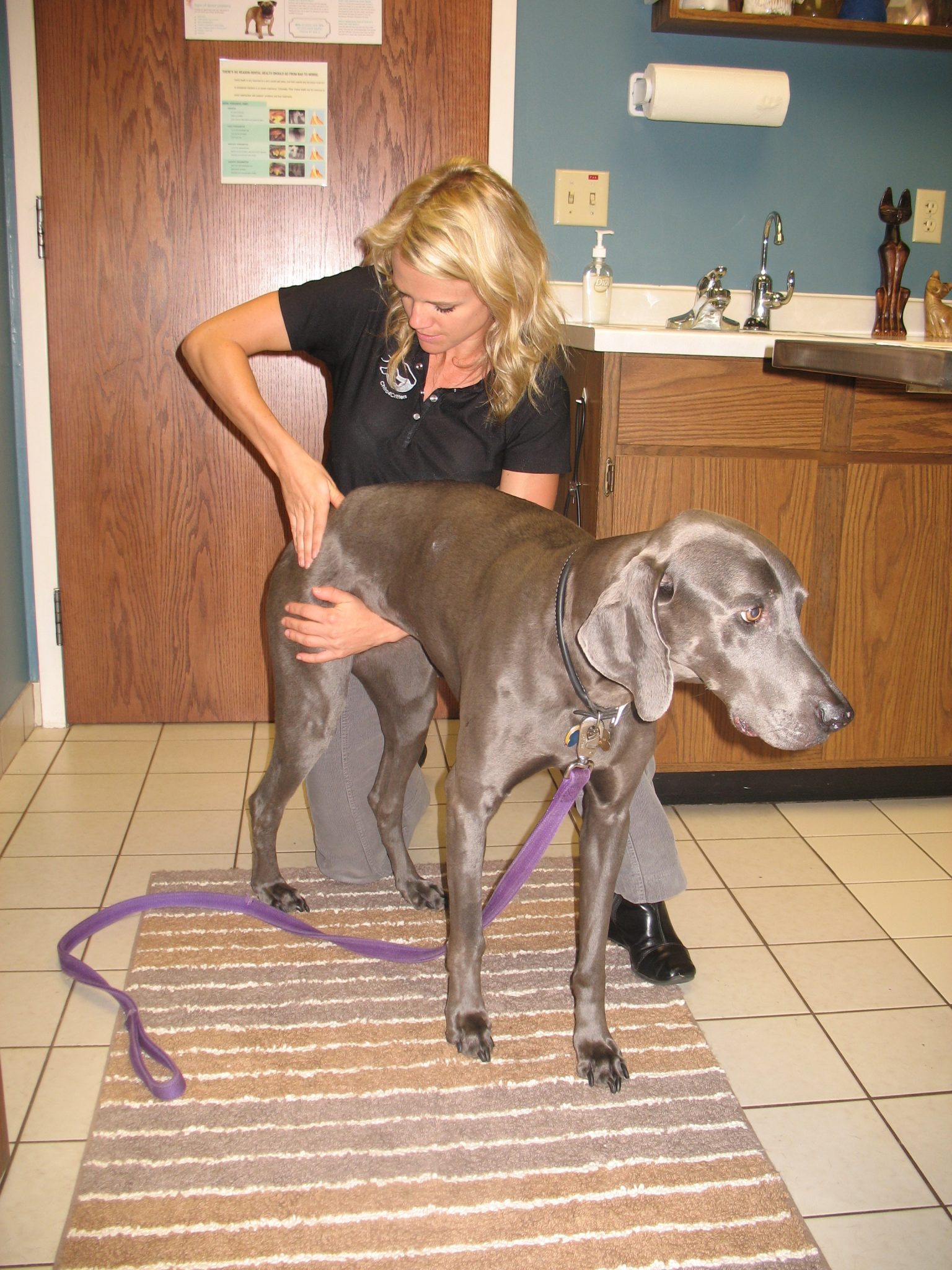 chiropractic_for_dogs