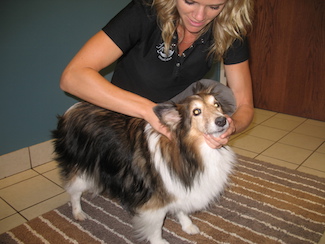 dog_neck_pain_pet_chiropractor_treatment