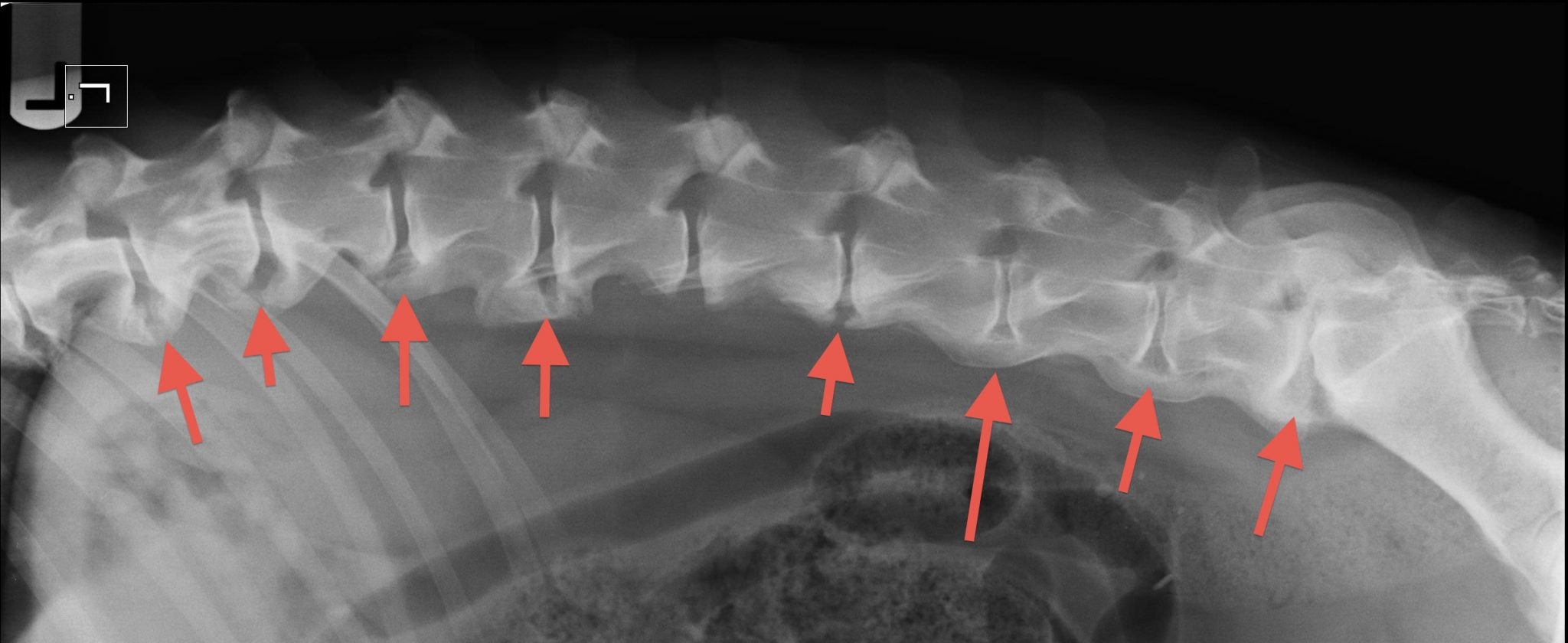 insiderdesignmarket Arthritis In Dogs Lower Spine