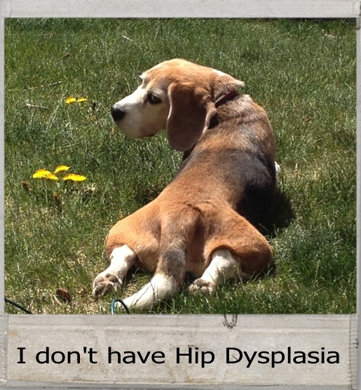 My Dog has Hip Dysplasia. Will Chiropractic help? | Animal Chiropractor