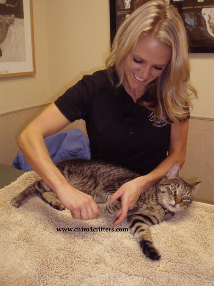 Chiropractic for Cats
