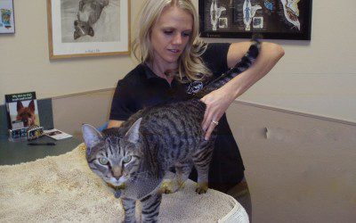 Can my Cat Benefit from Chiropractic?