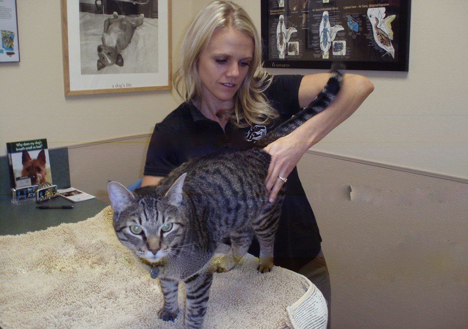 Can my Cat Benefit from Chiropractic?