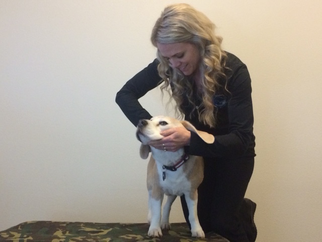 What to Expect After your Pet’s 1st Animal Chiropractic Adjustment
